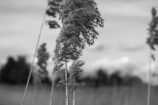 Reed Blossom Spring Wind Blurred Background Black White — Stock Photo, Image