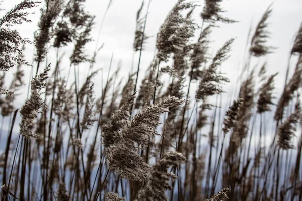 Reed Grove Many Reed Flowers Focus Front — Stock Photo, Image