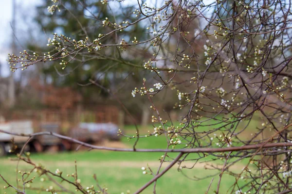 Primavera Vem Primeiras Flores Botões Aparecem — Fotografia de Stock