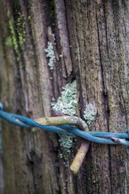 Dikenli teller bir odun kütüğünün üzerinde yatar ve çelik bir rampa tutar.