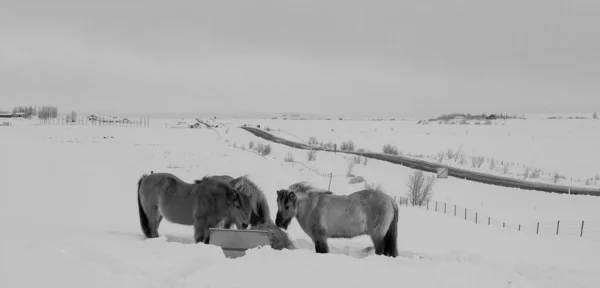 Icelandic pony in snow, close up