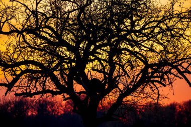 Arka planda turuncu sarı gökyüzü olan bir ağacın silueti