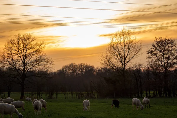 Rebanho Alimentação Ovelhas Pasto Entardecer — Fotografia de Stock