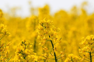 Tecavüz çiçeği ve tecavüz meyveleri sapında güzel sarı bir tecavüz tarlasında.