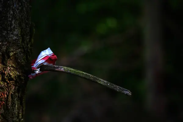 树上的枯枝和警戒带的残片 — 图库照片