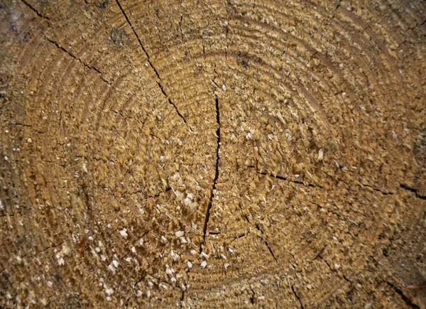 Επιφάνεια Κοπής Κομμένου Δέντρου Που Βρίσκεται Στη Στοίβα Από Ξύλο — Φωτογραφία Αρχείου