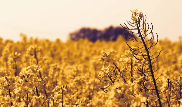 Rape Blossom First Rape Fruits Stalk Beautiful Yellow Rape Field — Stock Photo, Image