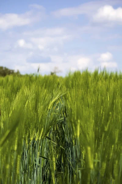 Hajlított Szívószálak Kukoricaföldön Egy Sáv Közepén Kukoricaföldön — Stock Fotó