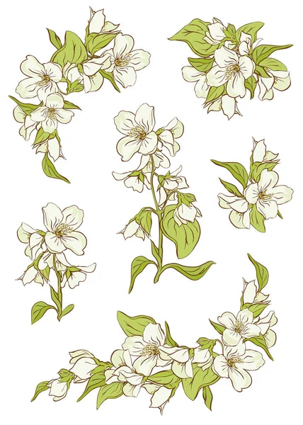 Beyaz çiçekli, yapraklı ve tomurcuklu bir yasemin dalı. Yasemin beyaz arka planda izole edilmiş. Tomurcukları ve yeşil yaprakları olan bir yasemin dalı..