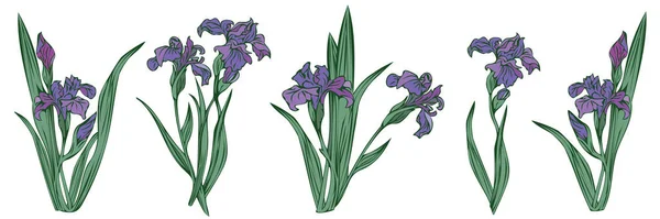 Set Con Cinco Iris Detallados Ilustración Vectorial Aislada — Vector de stock