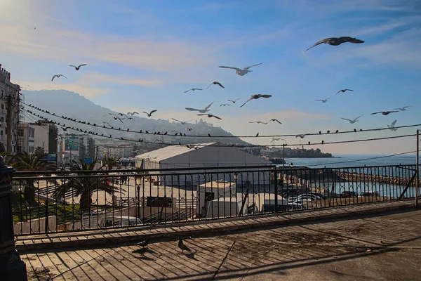 Argelia, de Argel a Annaba, a lo largo de la Sede Mediterránea, Costa — Foto de Stock