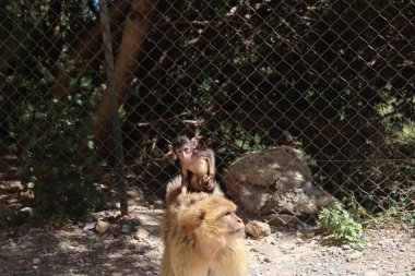 Cezayir, Cezayir 'den Annaba' ya, Akdeniz boyunca.,