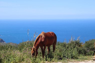 Cezayir, 2019 yazı, Annaba dağlarında.