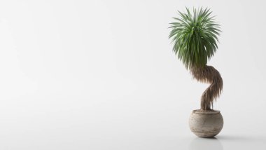 Basit arkaplanda bonsai ağacının 3D gösterimi