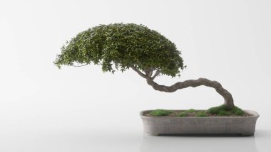 Sade arkaplanda bonsai ağacının gerçekçi 3D çizimi