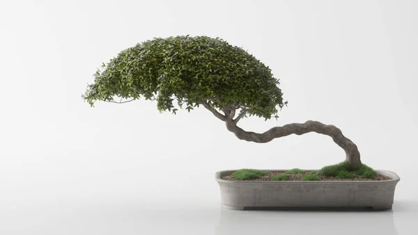 Realistic Illustration Bonsai Tree Plain Background — Stock Photo, Image