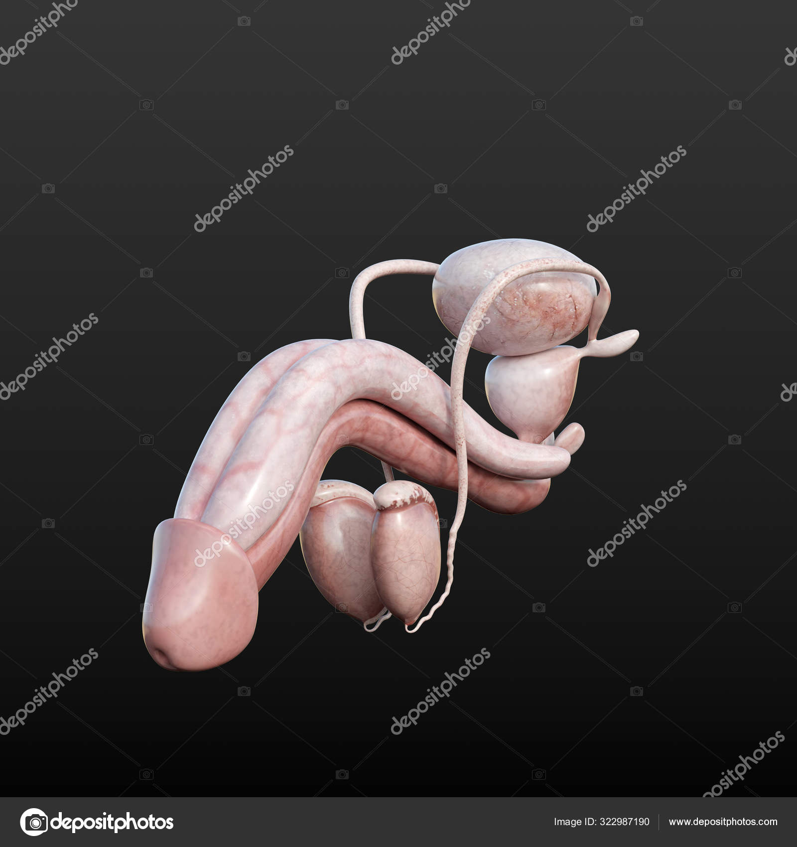 Anatomical Rendering Male Reproductive System Organs Stock Photo Image By C Shlapak Anatomical Rendering Male Reproductive System Organs Stock Photo Image By C Shlapak
