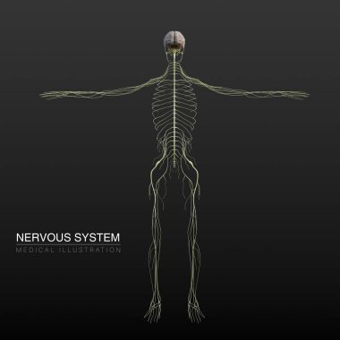 Erkek sinir sisteminin dijital anatomik 3D çizimi