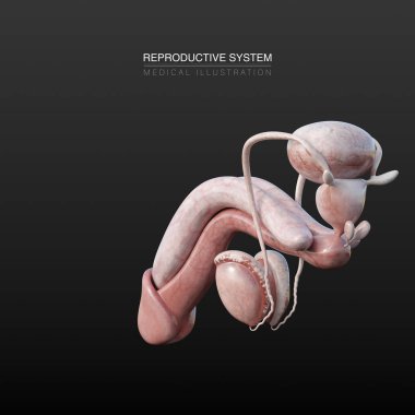 Erkek üreme sistemi organlarının dijital anatomik 3d çizimi