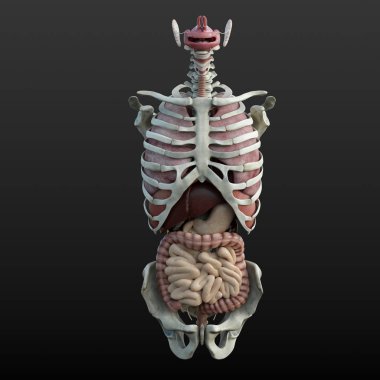 Erkek sindirim sistemi organlarının dijital anatomik 3d çizimi