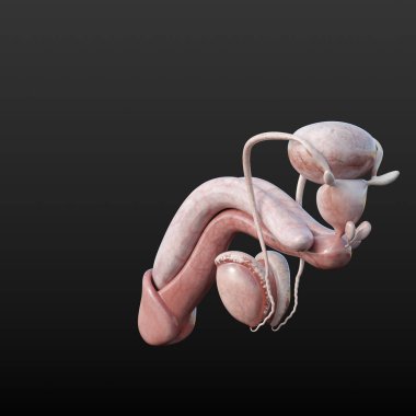 Erkek üreme sistemi organlarının anatomik 3D canlandırması