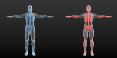 Kırmızı ve mavi iskeletli iki erkek siluetinin dijital anatomik 3d çizimi