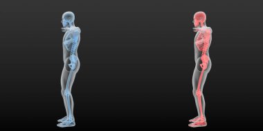 Kırmızı ve mavi iskeletli iki erkek siluetinin dijital anatomik 3d çizimi