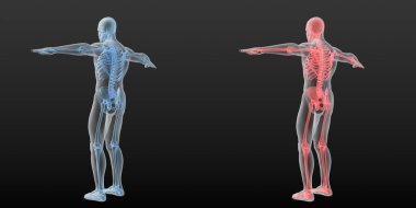 Kırmızı ve mavi iskeletli iki erkek siluetinin dijital anatomik 3d çizimi