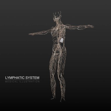 Erkek lenf sisteminin dijital anatomik 3D çizimi