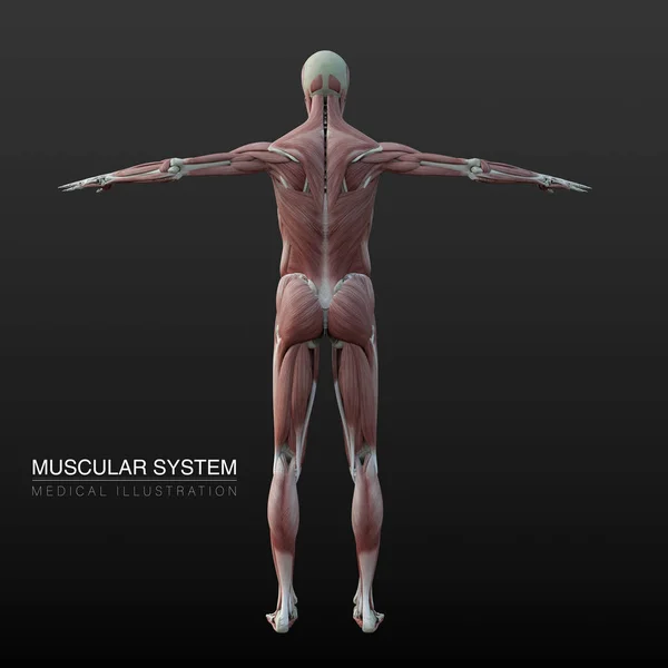 Illustrazione Anatomica Digitale Del Sistema Muscolare Maschile — Foto Stock