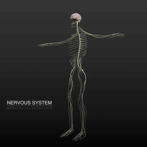 Illustrazione Anatomica Digitale Del Sistema Nervoso Maschile — Foto Stock