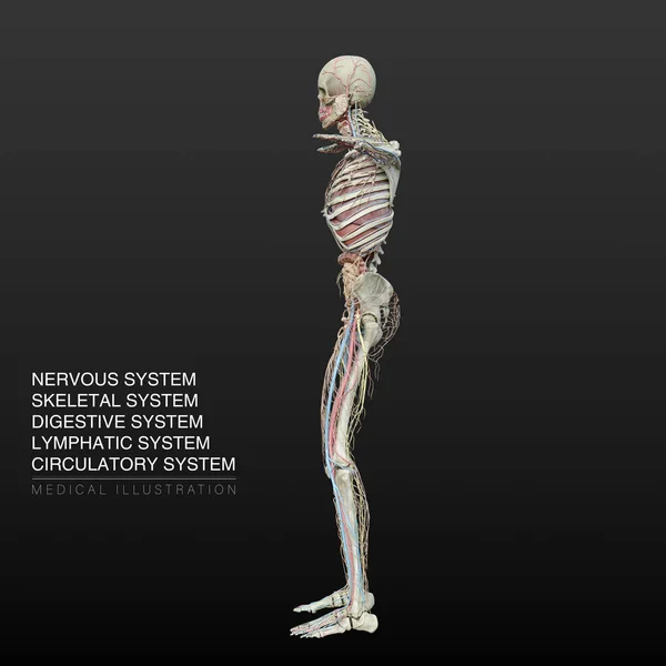 Illustrazione Anatomica Digitale Sistemi Nervosi Scheletrici Digestivi Linfatici Circolatori Maschili — Foto Stock