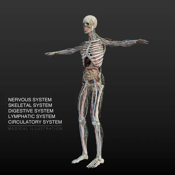 Illustrazione Anatomica Digitale Sistemi Nervosi Scheletrici Digestivi Linfatici Circolatori Maschili — Foto Stock