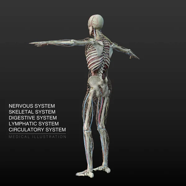 Digital Anatomical Illustration Male Nervous Skeletal Digestive Lymphatic Circulatory Systems — Stock Photo, Image