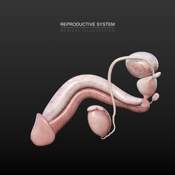 Illustrazione Anatomica Digitale Degli Organi Del Sistema Riproduttivo Maschile — Foto Stock