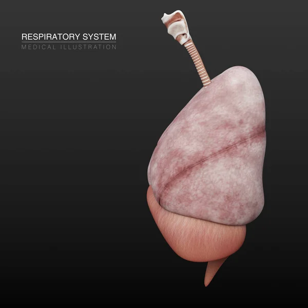 Illustrazione Anatomica Digitale Dei Polmoni Maschili Del Sistema Respiratorio — Foto Stock