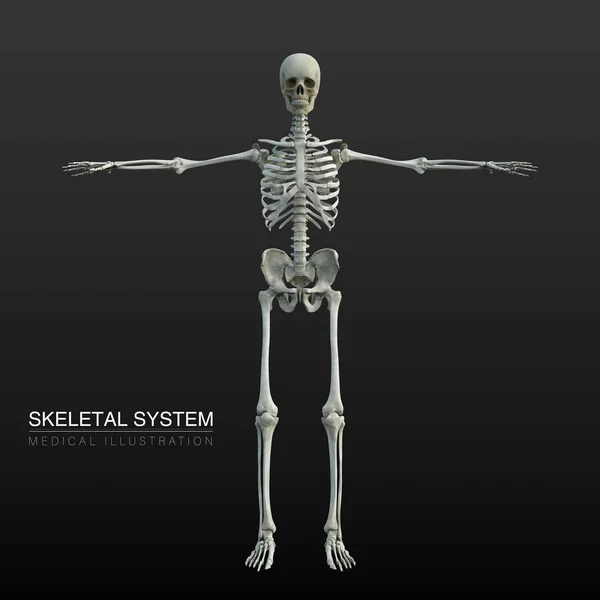 Digitální Anatomická Ilustrace Mužského Kosterního Systému — Stock fotografie
