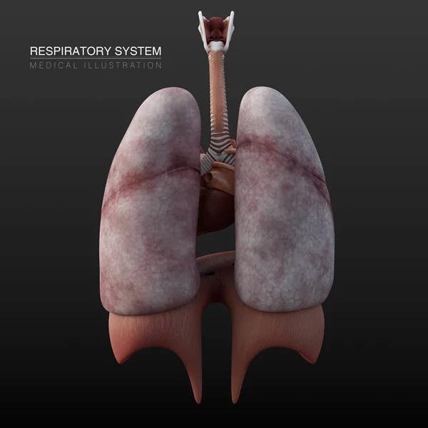 Digital anatomical 3d illustration of male lungs of respiratory system