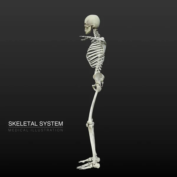 Digitální Anatomická Ilustrace Mužského Kosterního Systému — Stock fotografie