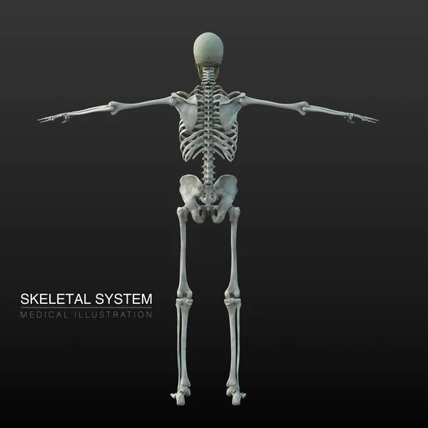 Illustrazione Anatomica Digitale Del Sistema Scheletrico Maschile — Foto Stock