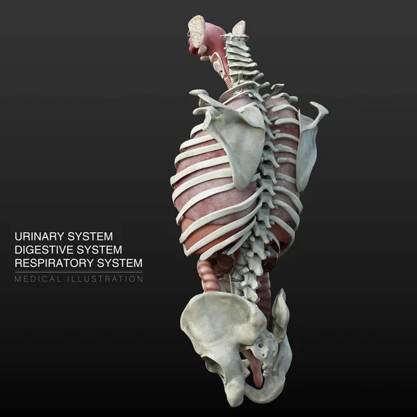 Illustrazione Anatomica Digitale Organi Urinari Digestivi Respiratori Maschili — Foto Stock