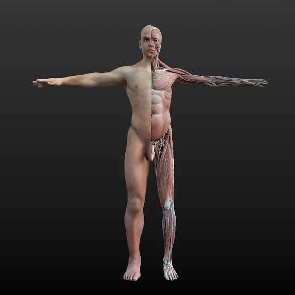 男性躯体模型的数字解剖3D图解 有可见的内肌肉系统减半 — 图库照片