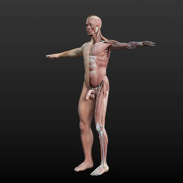 Illustrazione Anatomica Digitale Del Modello Del Corpo Maschile Dimezzata Con — Foto Stock