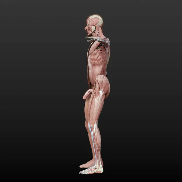 Illustrazione Anatomica Digitale Del Modello Del Corpo Maschile Dimezzata Con — Foto Stock