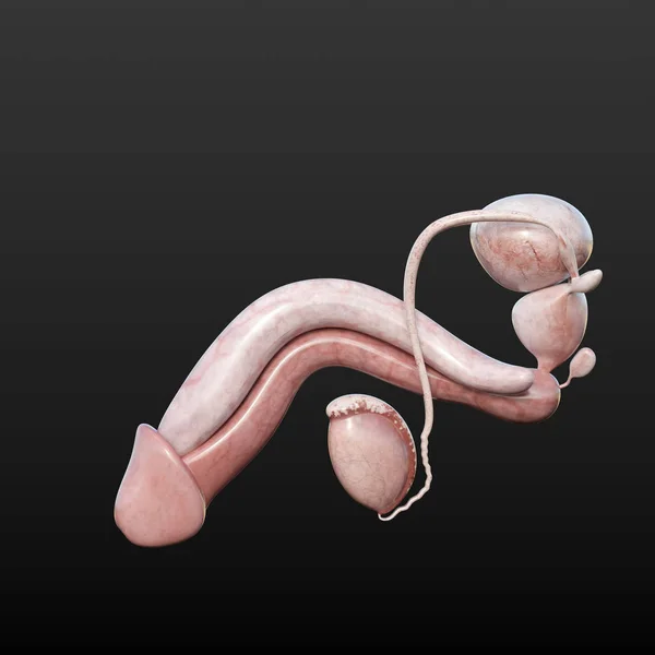 Anatomické Vykreslování Mužských Orgánů Reprodukčního Systému — Stock fotografie