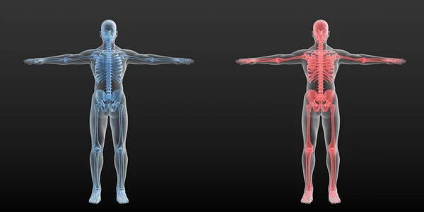 Digitální Anatomická Ilustrace Dvou Mužských Siluet Červenou Modrou Viditelnou Kostrou — Stock fotografie