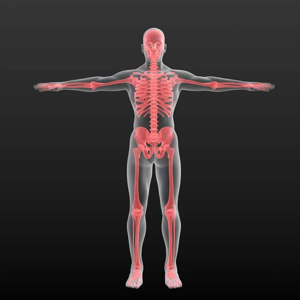 Illustrazione Anatomica Digitale Della Silhouette Maschile Con Scheletro Rosso Visibile — Foto Stock