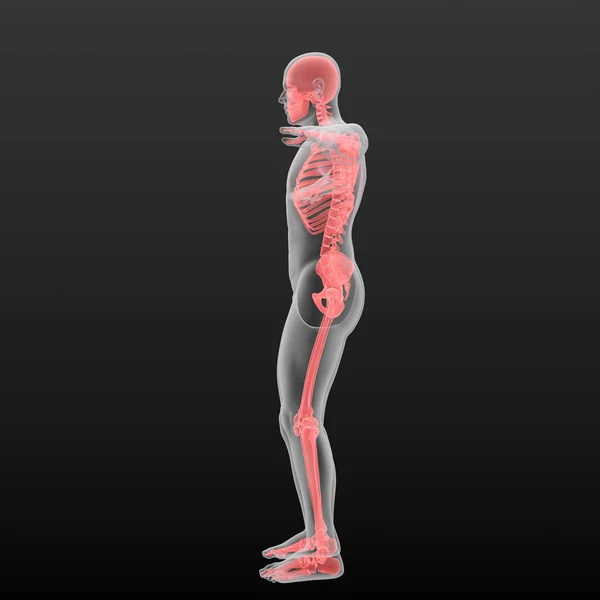 Digitální Anatomická Ilustrace Mužské Siluety Viditelnou Červenou Kostrou — Stock fotografie