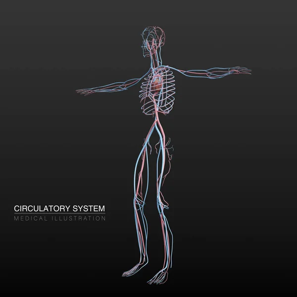 Illustrazione Anatomica Digitale Del Sistema Circolatorio Maschile Dei Vasi Sanguigni — Foto Stock