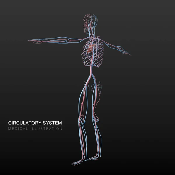 Illustrazione Anatomica Digitale Del Sistema Circolatorio Maschile Dei Vasi Sanguigni — Foto Stock